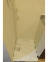 フィカーサいちょうの木